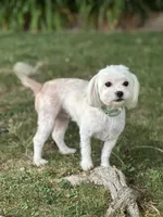 Annie, a female Maltipoo for sale in Sacramento, CA – Photo 3 of 3