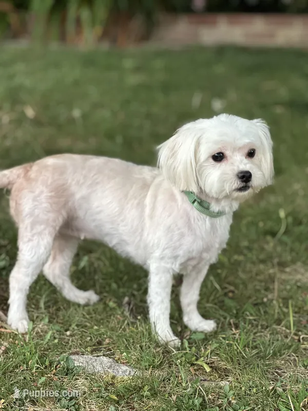 Annie – Maltipoo puppy for sale in Sacramento, CA