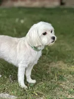 Annie, a female Maltipoo for sale in Sacramento, CA – Photo 2 of 3