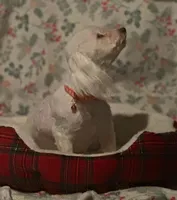 processed/c35f6a38-ea41-4b97-a982-13cf0cd312ce/listing/1e541c0e-963b-4191-a237-0b419d786063/2b9eda42-3aaa-4d57-9a49-c6af00bc0d9d