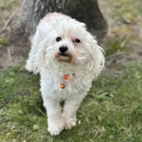 Sansa, a female Maltipoo for sale in Sacramento, CA – Photo 1 of 3