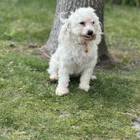 Sansa, a female Maltipoo for sale in Sacramento, CA – Photo 2 of 3