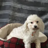 Sansa, a female Maltipoo for sale in Sacramento, CA – Photo 3 of 3
