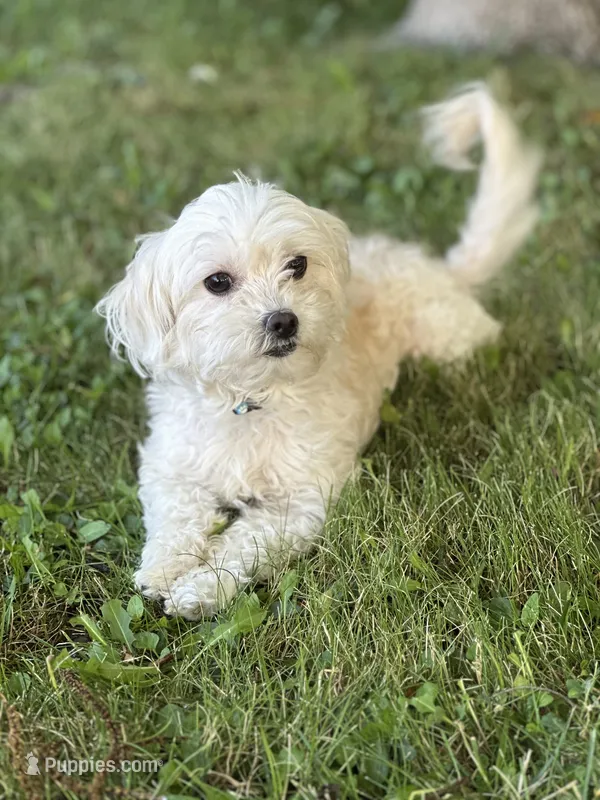 Hazel – Maltipoo puppy for sale in Sacramento, CA