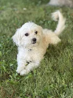 Hazel, a female Maltipoo for sale in Sacramento, CA – 1 of 4