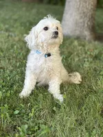 Hazel, a female Maltipoo for sale in Sacramento, CA – 2 of 4