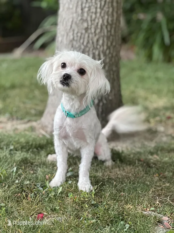 Hazel, a female Maltipoo for sale in Sacramento, CA – Photo 1 of 3