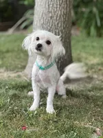 Hazel, a female Maltipoo for sale in Sacramento, CA – Photo 1 of 3