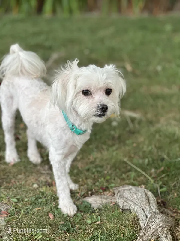 Hazel – Maltipoo puppy for sale in Sacramento, CA