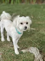 Hazel, a female Maltipoo for sale in Sacramento, CA – Photo 2 of 3