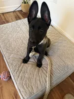 Ban, a male Belgian Malinois for sale in Las Vegas, NV – 8 of 10