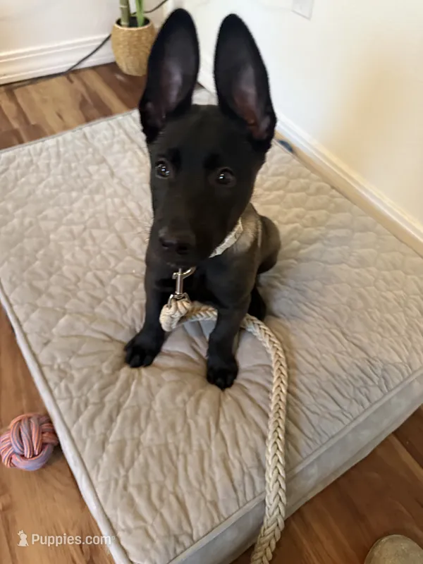 Ban – Belgian Malinois puppy for sale in Las Vegas, NV