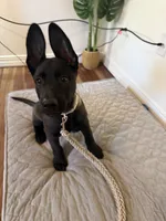 Ban, a male Belgian Malinois for sale in Las Vegas, NV – 10 of 10