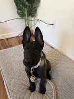 Ban, a male Belgian Malinois for sale in Las Vegas, NV – 5 of 10