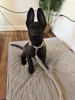 Ban, a male Belgian Malinois for sale in Las Vegas, NV – 4 of 10