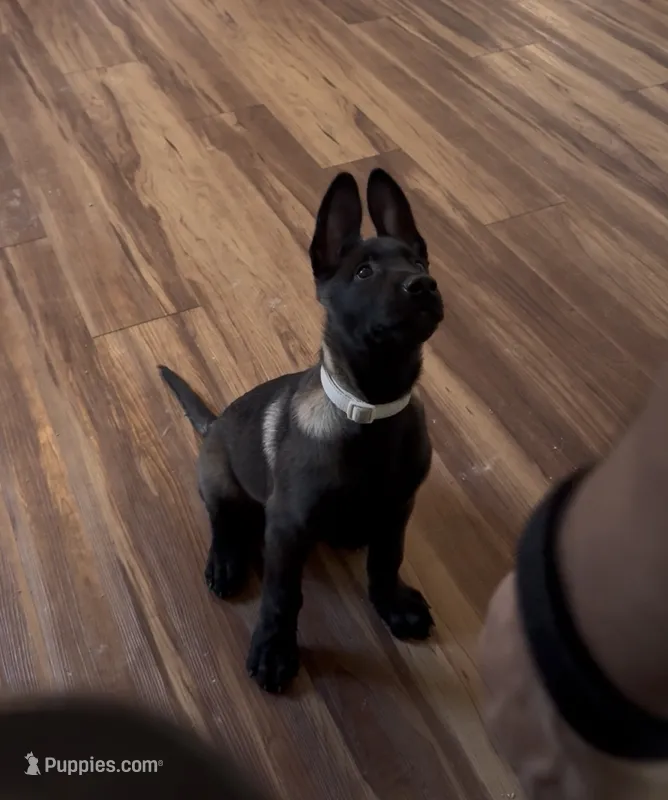 Ban – Belgian Malinois puppy for sale in Las Vegas, NV