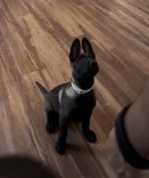 Ban, a male Belgian Malinois for sale in Las Vegas, NV – 1 of 10