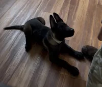 Ban, a male Belgian Malinois for sale in Las Vegas, NV – 9 of 10