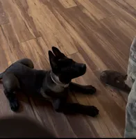 Ban, a male Belgian Malinois for sale in Las Vegas, NV – 10 of 10