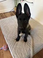 Ban, a male Belgian Malinois for sale in Las Vegas, NV – 6 of 10