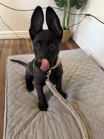 Ban, a male Belgian Malinois for sale in Las Vegas, NV – 7 of 10