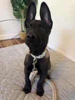 Ban, a male Belgian Malinois for sale in Las Vegas, NV – 2 of 10
