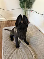 Ban, a male Belgian Malinois for sale in Las Vegas, NV – 9 of 10