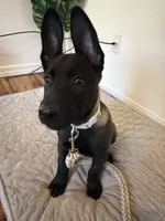 Ban, a male Belgian Malinois for sale in Las Vegas, NV – 3 of 10