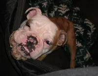 Ambition , a male English Bulldog for sale in Newark, OH – Photo 3 of 4