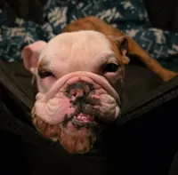 Ambition , a male English Bulldog for sale in Newark, OH – Photo 2 of 4