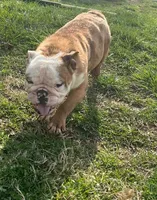 Ambition , a male English Bulldog for sale in Newark, OH – Photo 4 of 4
