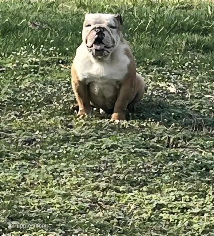 Ambition  – English Bulldog puppy for sale in Newark, OH