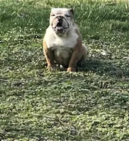 Ambition , a male English Bulldog for sale in Newark, OH – Photo 1 of 4