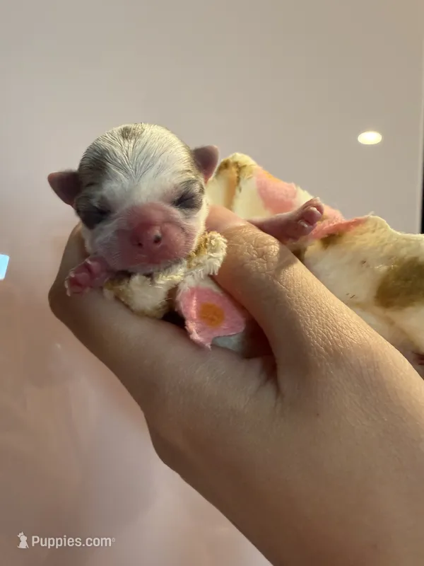 S'more – Chihuahua puppy for sale in Manteca, CA