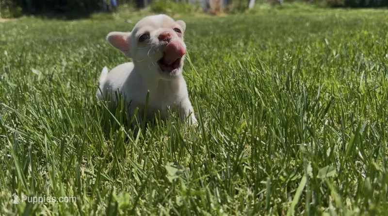Mochi – Chihuahua puppy for sale in Manteca, CA