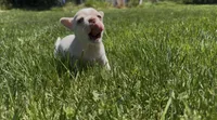 Mochi, a male Chihuahua for sale in Manteca, CA – 1 of 3