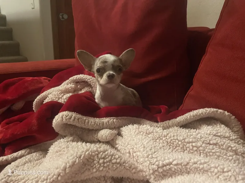 Eugene – Chihuahua puppy for sale in Manteca, CA