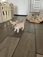 Teacup Boy, a male Chihuahua for sale in Manteca, CA – 4 of 5