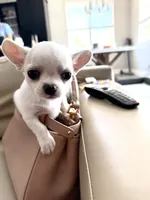 Teacup Boy, a male Chihuahua for sale in Manteca, CA – 2 of 2
