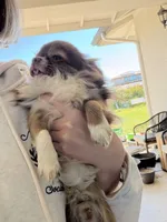 Ted, a male Chihuahua for sale in Manteca, CA – Photo 2 of 3