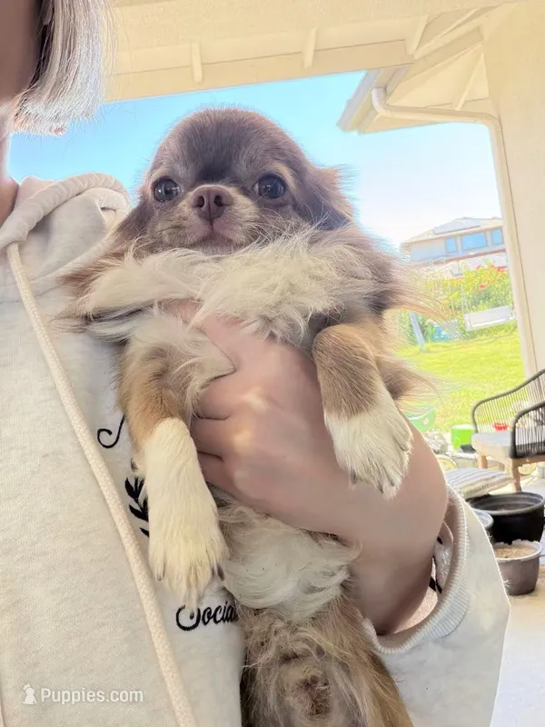 Ted – Chihuahua puppy for sale in Manteca, CA