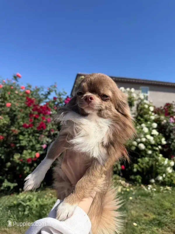 Ted – Chihuahua puppy for sale in Manteca, CA