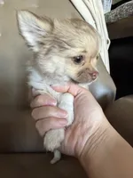 Brown , a female Chihuahua for sale in Manteca, CA – 5 of 8