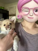 Brown , a female Chihuahua for sale in Manteca, CA – 3 of 8