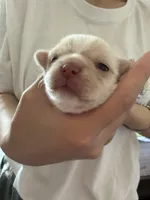 Mochi, a male Chihuahua for sale in Manteca, CA – 3 of 5
