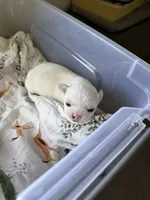 Snow, a male Chihuahua for sale in Manteca, CA – 2 of 4