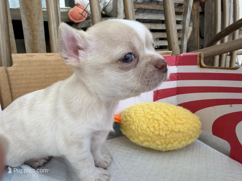 Teacup Boy – Chihuahua puppy for sale in Manteca, CA