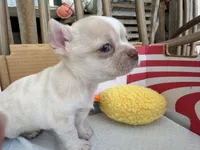 Teacup Boy, a male Chihuahua for sale in Manteca, CA – 1 of 5