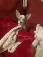 Eugene, a female Chihuahua for sale in Manteca, CA – 3 of 3