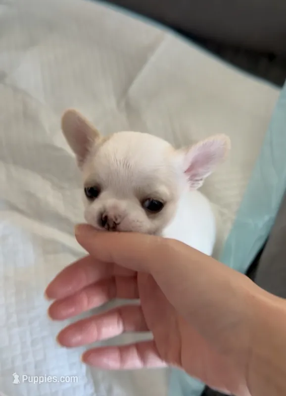 Dubai – Chihuahua puppy for sale in Manteca, CA